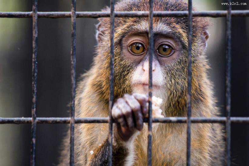 笼子里的猴子图片