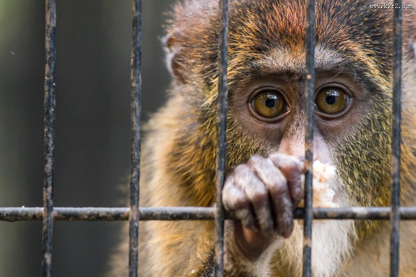 笼子里的猴子图片