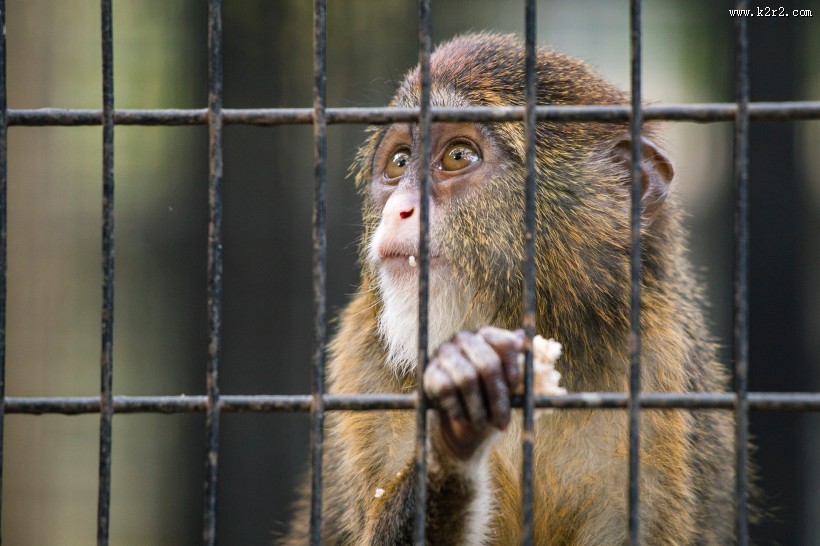 笼子里的猴子图片