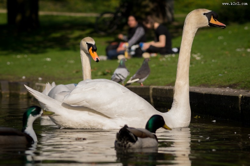 水面上的白色天鹅图片
