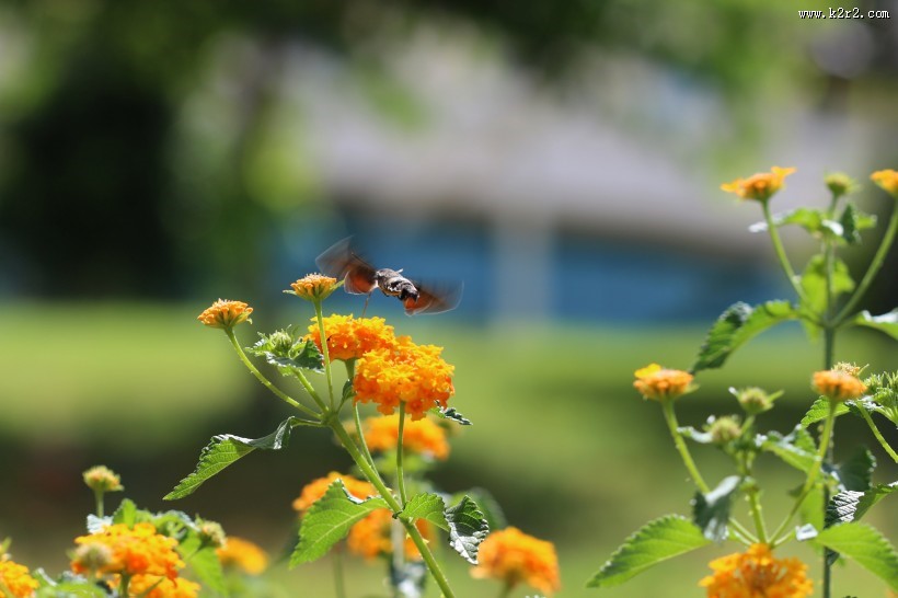 黄色花朵上的蝴蝶图片大全