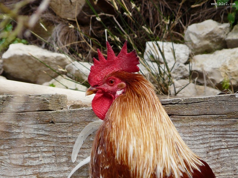 公鸡的鸡冠图片