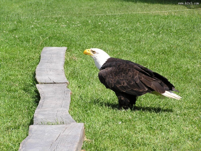 美国国鸟白头海雕图片