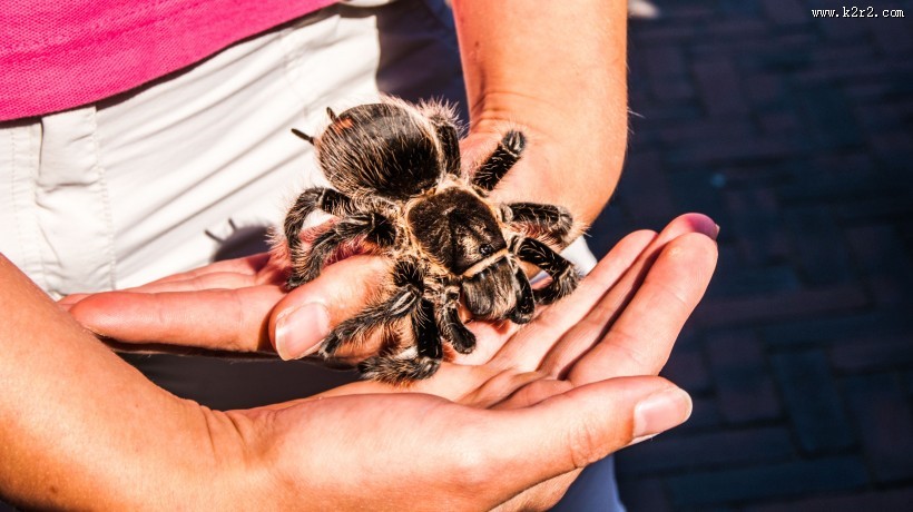 微距拍摄的蜘蛛图片大全