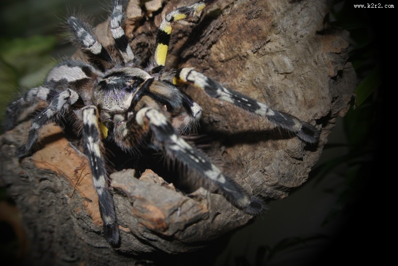 微距拍摄的蜘蛛图片大全