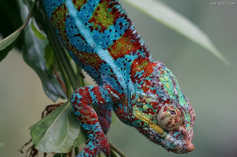 黑豹变色龙高清图片