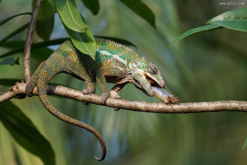 黑豹变色龙高清图片