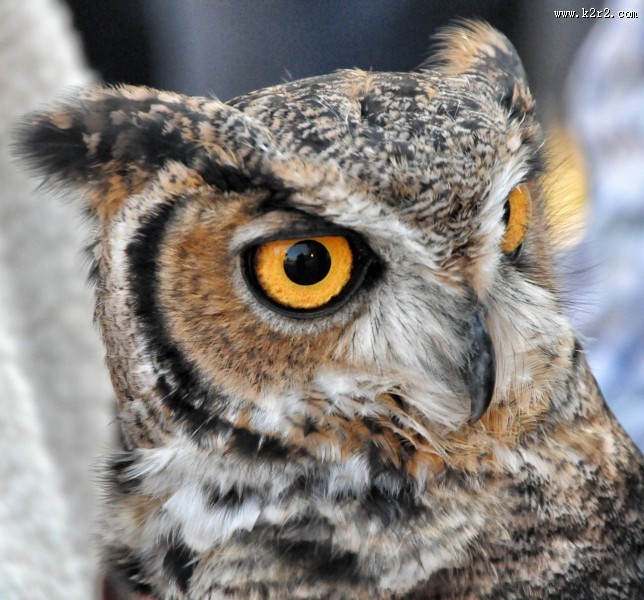 呆萌的猫头鹰图片大全