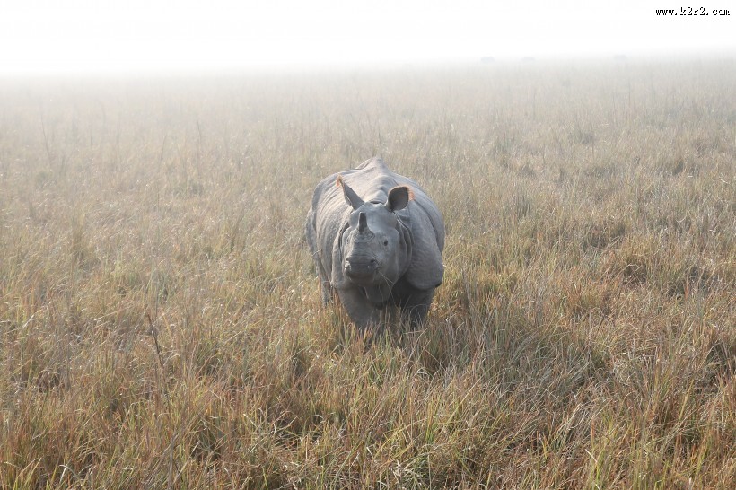 高大强健的犀牛图片