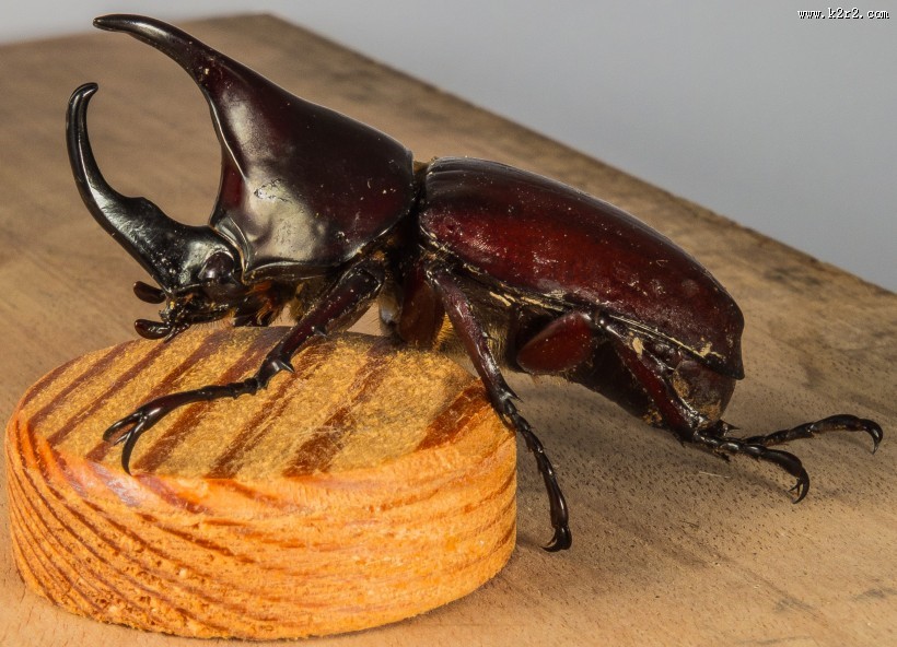 力量惊人的犀牛甲虫图片大全