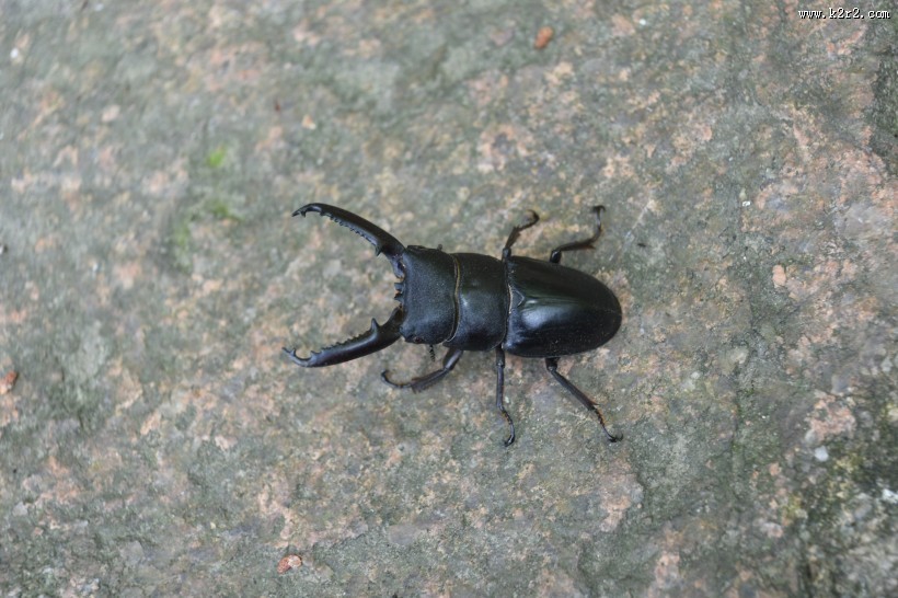 力量惊人的犀牛甲虫图片大全