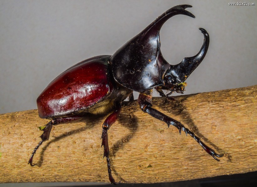 力量惊人的犀牛甲虫图片大全