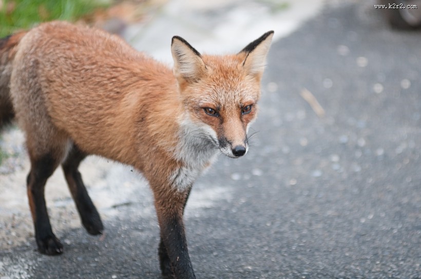 狡诈的狐狸图片大全