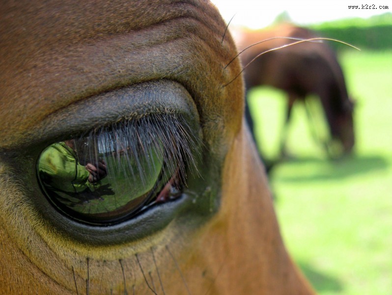 马的眼睛特写图片