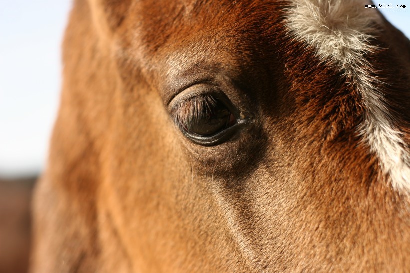 马的眼睛特写图片