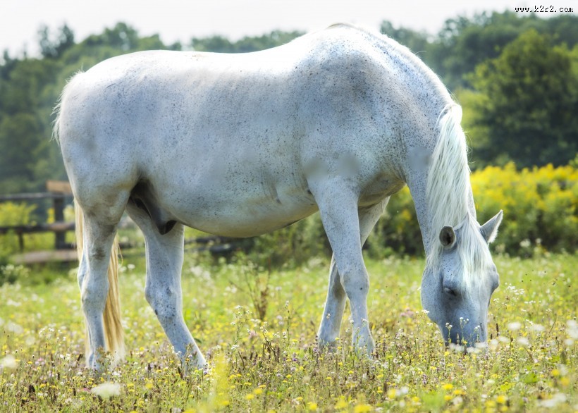 一匹俊美的白马图片