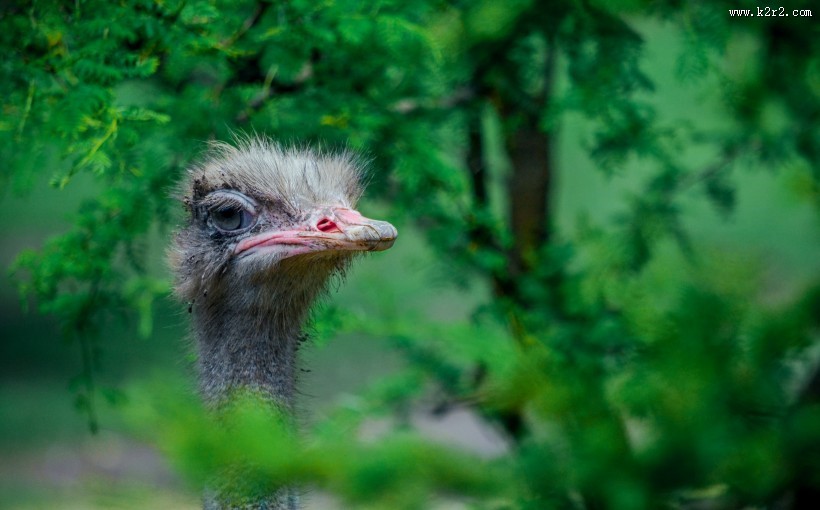鸵鸟头部高清图片