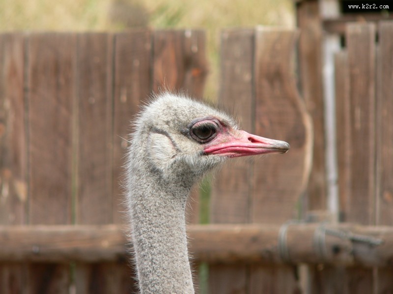 鸵鸟头部高清图片