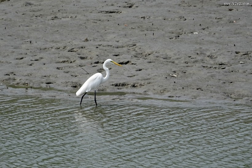 洁白的白鹭图片
