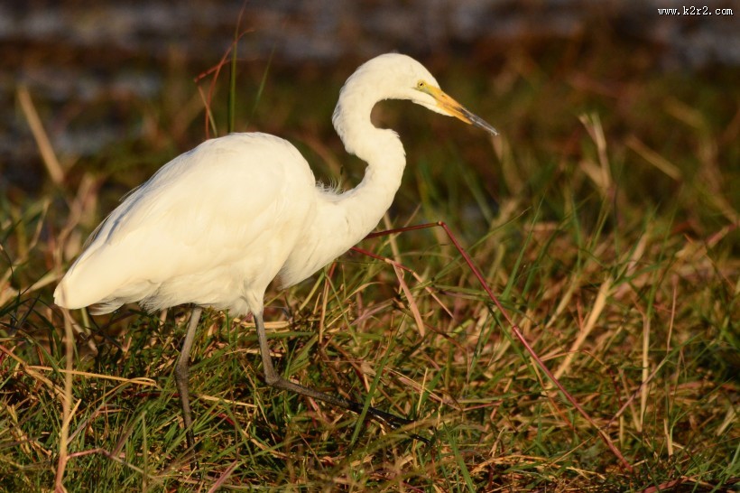 洁白的白鹭图片