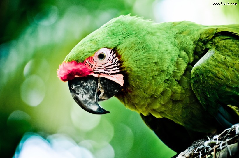绿色的鹦鹉图片