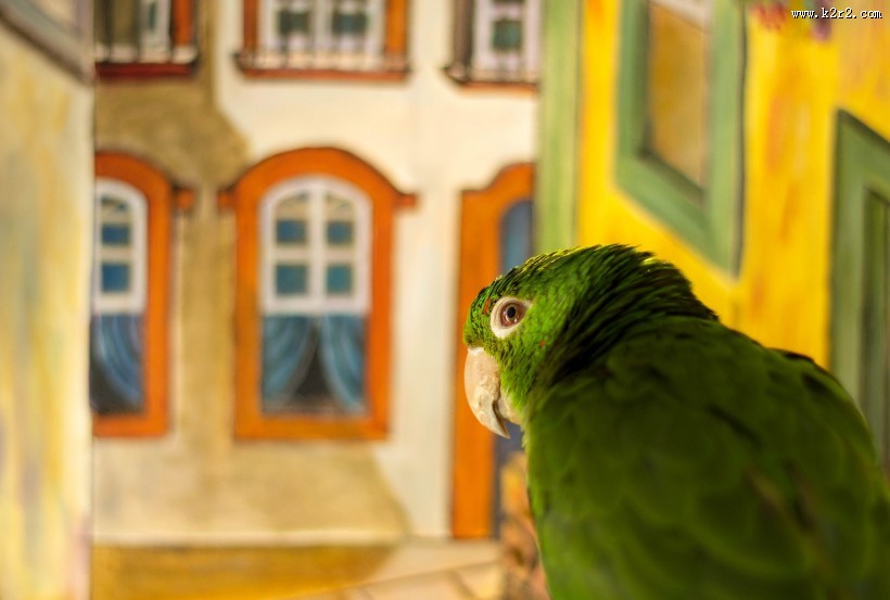 绿色的鹦鹉图片