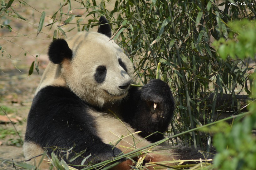 动物园里的国宝大熊猫图片