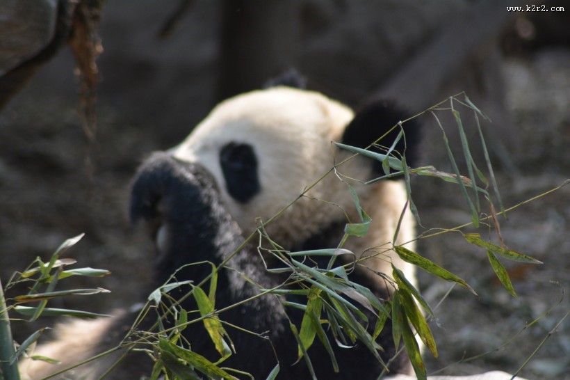 动物园里的国宝大熊猫图片