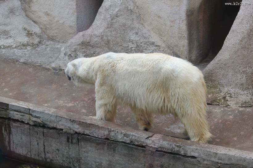 动物园中的北极熊图片