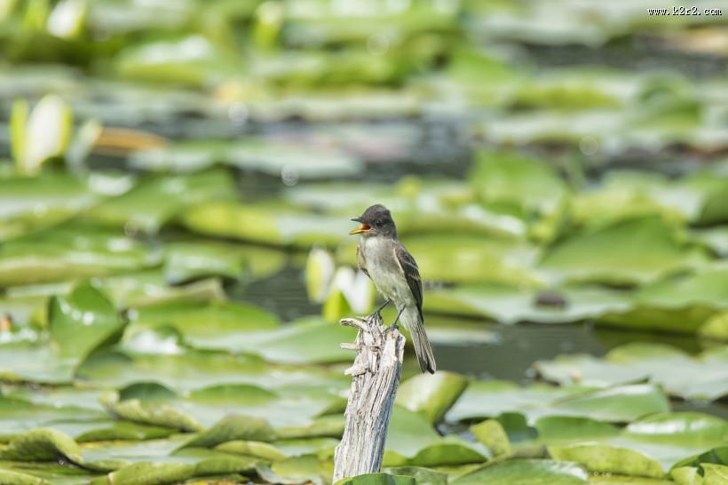 体态轻盈的蜂鸟图片