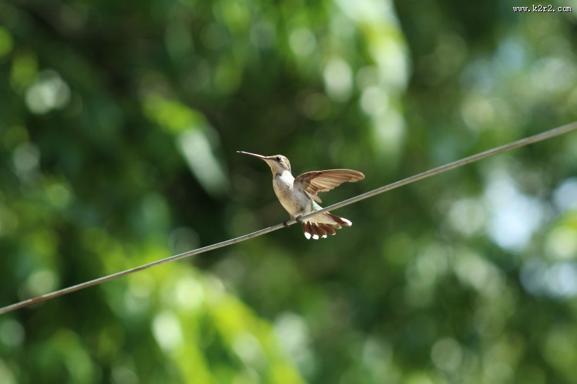 体态轻盈的蜂鸟图片