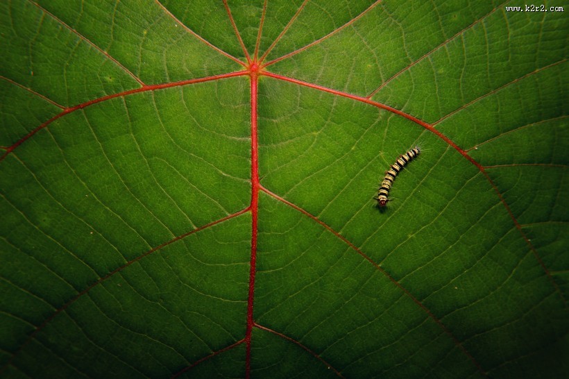 蠕动的毛毛虫图片