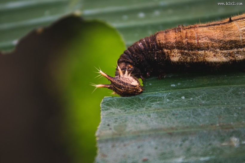 蠕动的毛毛虫图片