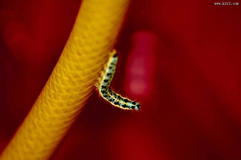 蠕动的毛毛虫图片