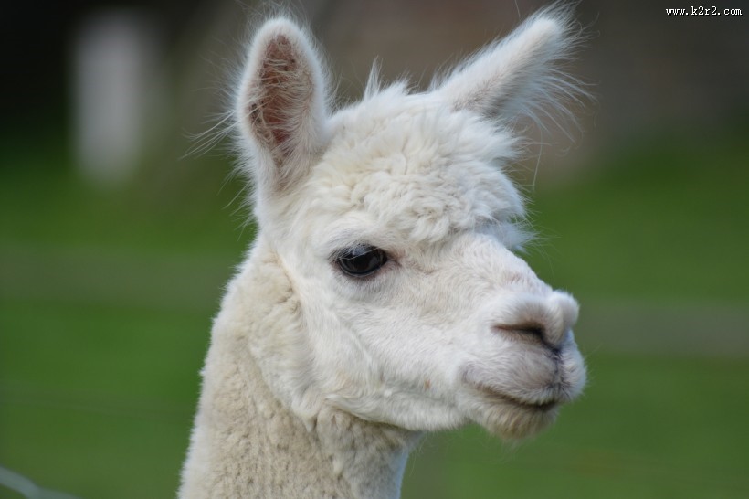 可爱的羊驼图片