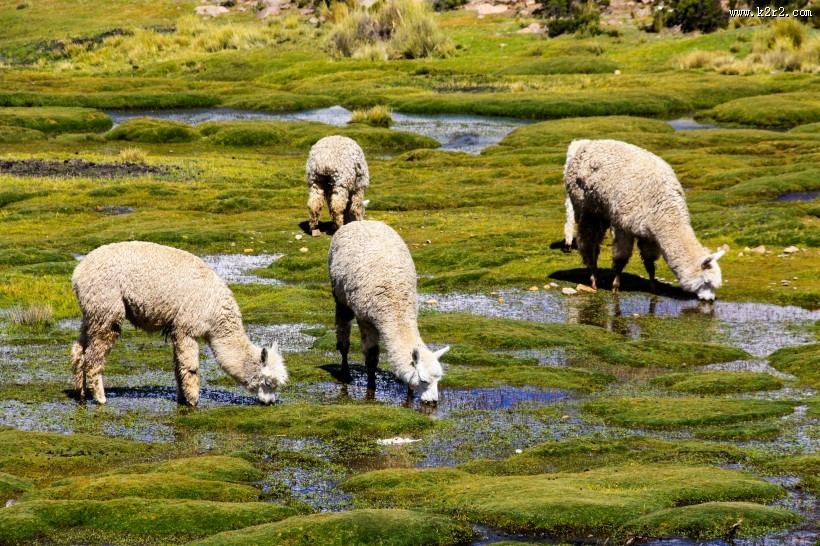 可爱的羊驼图片