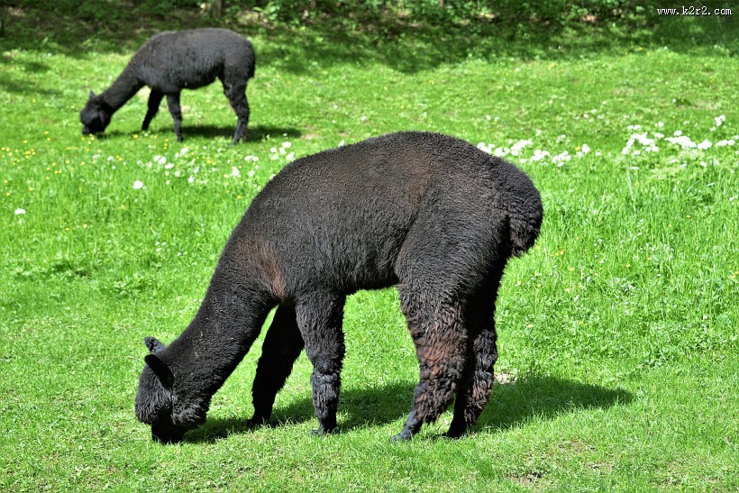 可爱的羊驼图片