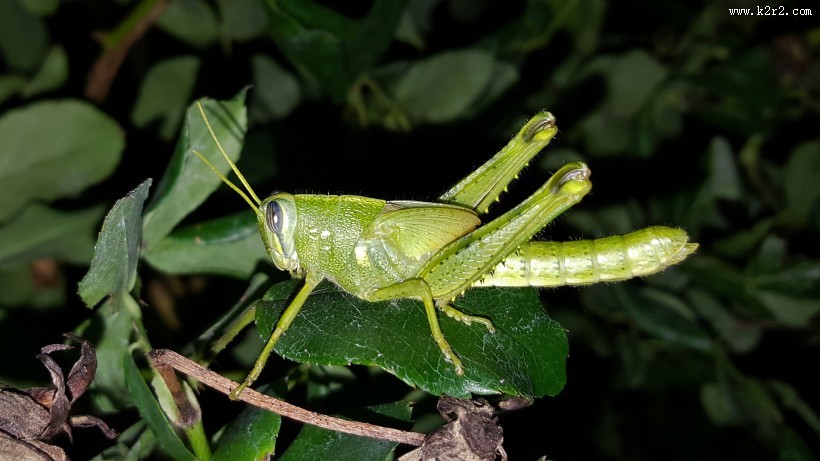 蟋蟀的特写图片大全