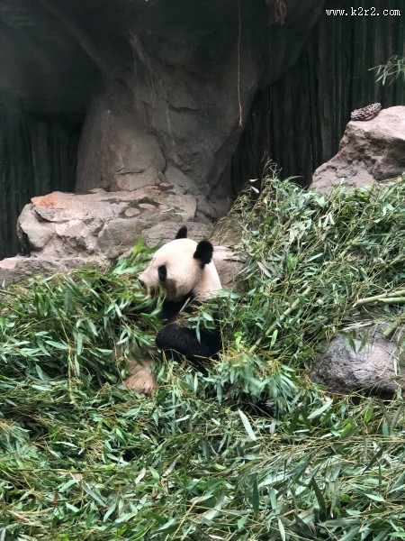 可爱呆萌的大熊猫图片