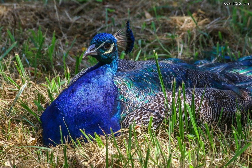 一只色彩艳丽的孔雀图片大全