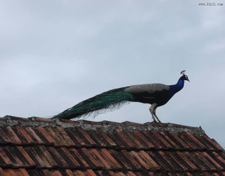 一只色彩艳丽的孔雀图片大全