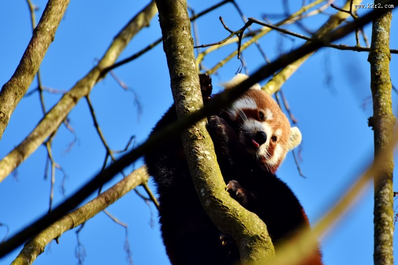 呆萌的小熊猫图片大全