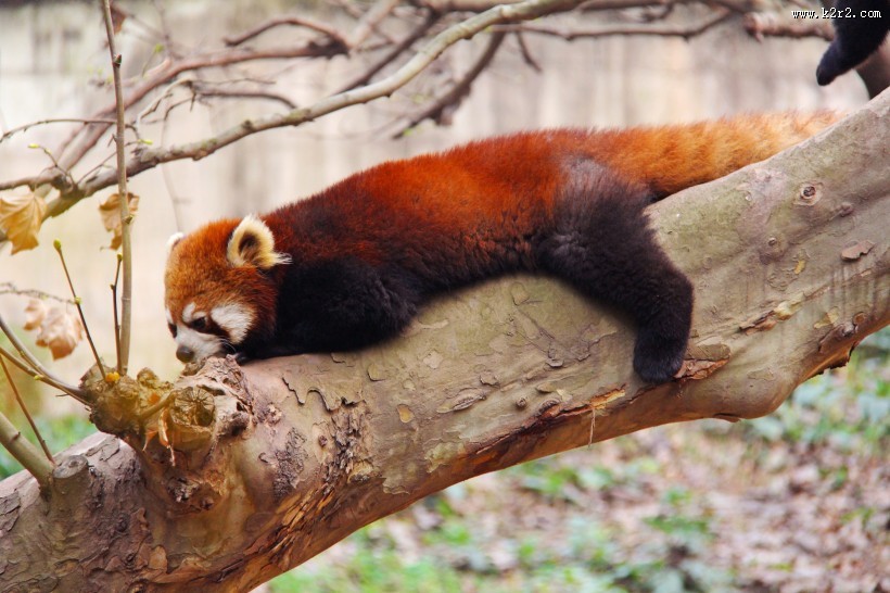 呆萌的小熊猫图片大全