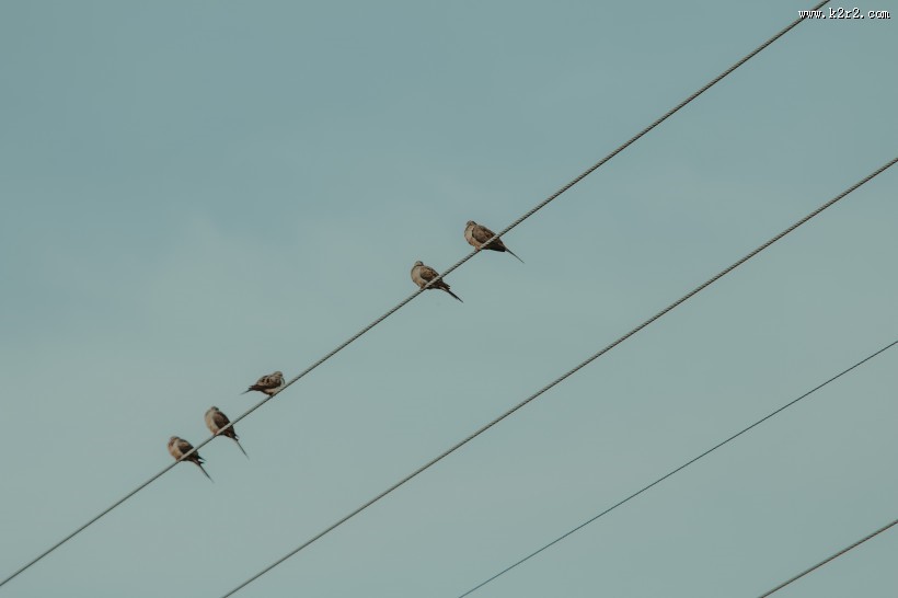 温顺的鸽子图片大全