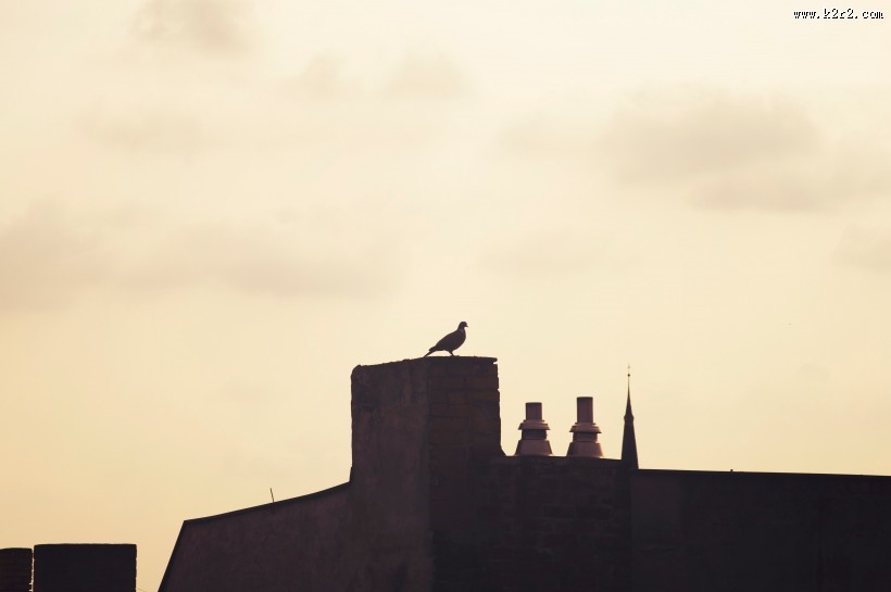 温顺的鸽子图片大全