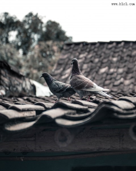 温顺的鸽子图片大全