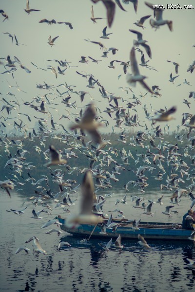 成群结队的海鸥图片