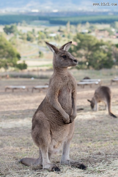 强壮的袋鼠图片