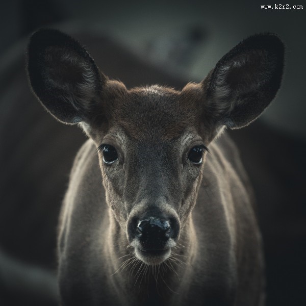 强壮的袋鼠图片