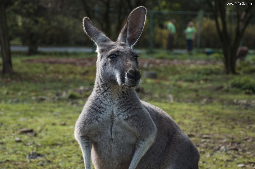 强壮的袋鼠图片